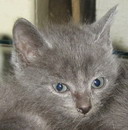 Котик, 2 месяца