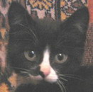 Котик, 3 месяца