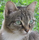 Кошечка, 2 года