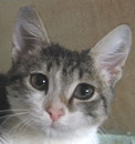 Кошечка, 1 год