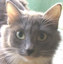 Кошечка, 1,5 года