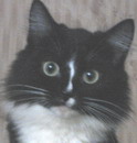 Кошечка, 1,5 года