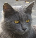Котик, 2 года