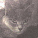 Кошечка, 2,5 года